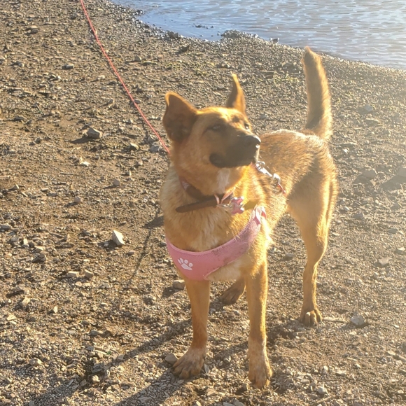 Meet your Posher, Sidney - Picture 8 of 12